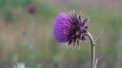 Thistle flower grass stem blurred 4k wallpaper