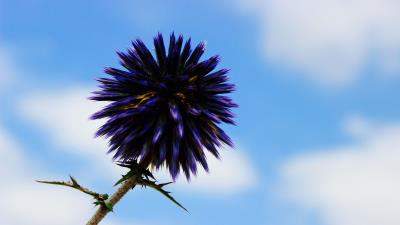 Thistle flower purple 4k wallpaper