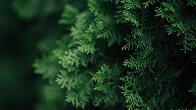 Thuja branches macro 4k wallpaper