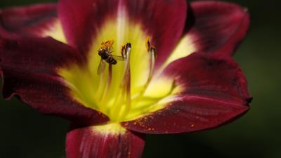 Tulip bee pollination petals 4k wallpaper