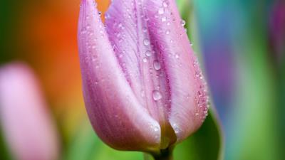 Tulip drops close up 4k wallpaper