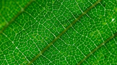 Veins leaf green 4k wallpaper