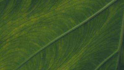 Veins leaf macro 4k wallpaper