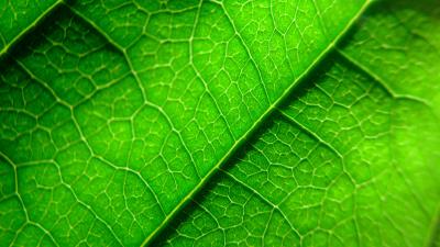 Veins leaf plant 4k wallpaper