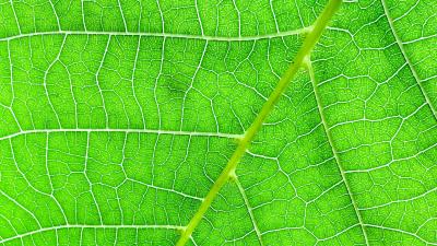 Veins macro leaf 4k wallpaper
