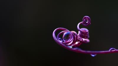 Vine twig twisted 4k wallpaper