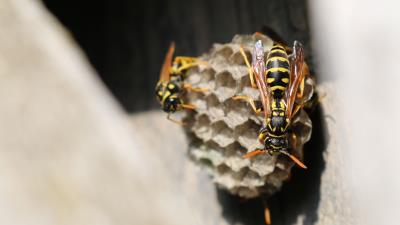 Wasp beehive close up 4k wallpaper