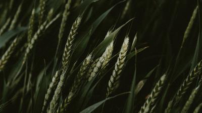 Wheat spikelets cereals 4k wallpaper