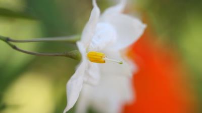 White flower petals blurrin 4k wallpaper