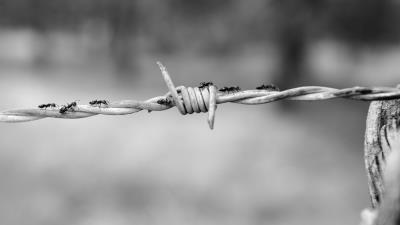 Wire netting ants bw 4k wallpaper