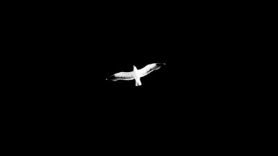 Bird bw flight 4k wallpaper
