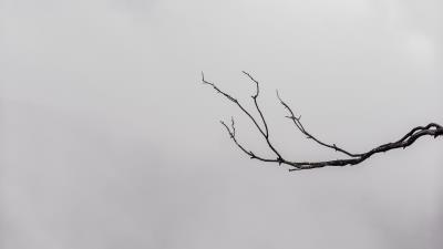 Branch minimalism bw 4k wallpaper