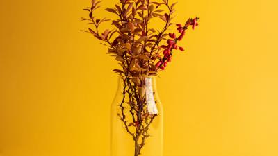 Branch vase minimalism 4k wallpaper