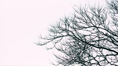 Branches sky bw 4k wallpaper