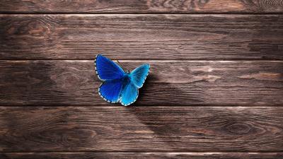 Butterfly surface wooden 4k wallpaper