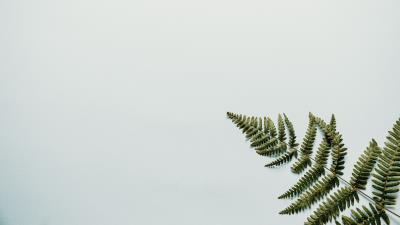Fern branch leaves 4k wallpaper