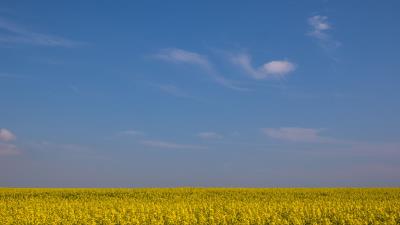Field horizon flowers 4k wallpaper
