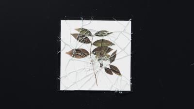 Herbarium glass broken 4k wallpaper