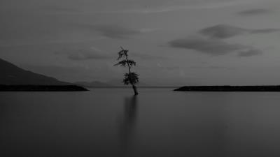 Lake tree lonely 4k wallpaper