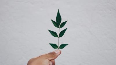 Leaf hand branch 4k wallpaper