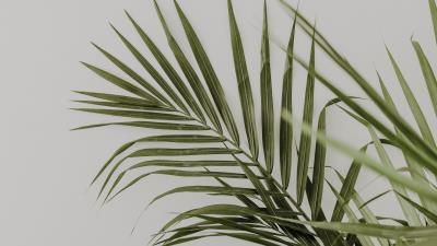 Palm leaves minimalism 4k wallpaper