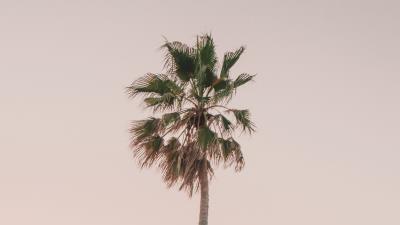 Palm tree tree minimalism 4k wallpaper