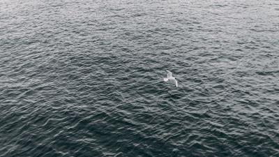 Seagull sea bird flight wings 4k wallpaper