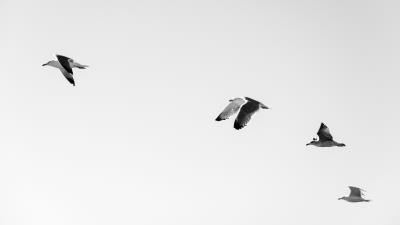 Seagulls birds flying sky 4k wallpaper