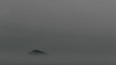 Tree fog top 4k wallpaper