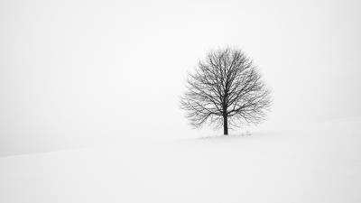 Tree winter snow 4k wallpaper