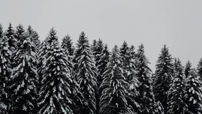 Trees snowbound snow 4k wallpaper