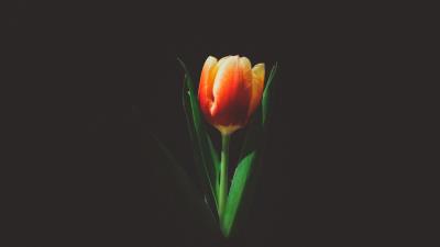 Tulip flower bud 4k wallpaper
