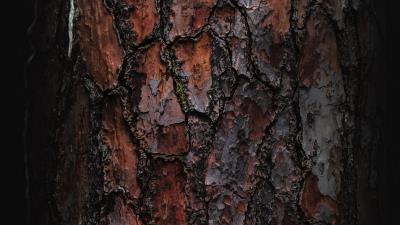 Bark macro tree 4k wallpaper