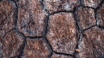 Bark macro wood 4k wallpaper