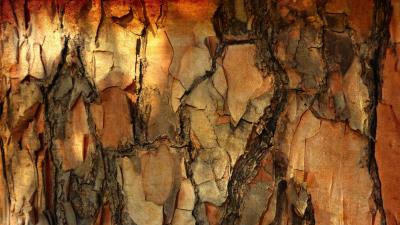 Bark pine tree image 4k wallpaper