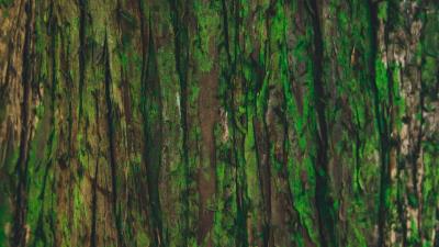 Bark tree green 4k wallpaper