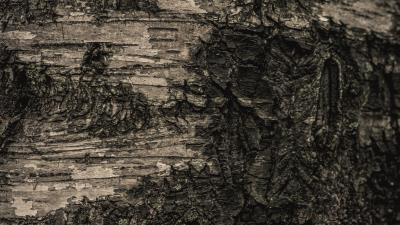 Bark tree macro 4k wallpaper