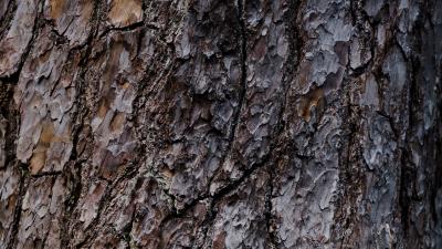 Bark tree relief 4k wallpaper