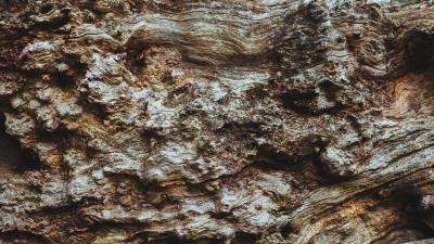 Bark tree texture 4k wallpaper