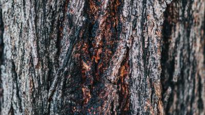 Bark tree wooden image 4k wallpaper