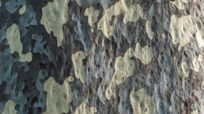 Bark tree wooden 4k wallpaper