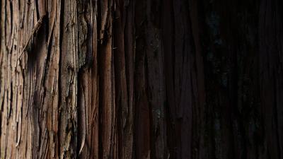 Bark wood stripes 4k wallpaper