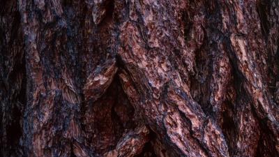 Bark wood surface 4k wallpaper