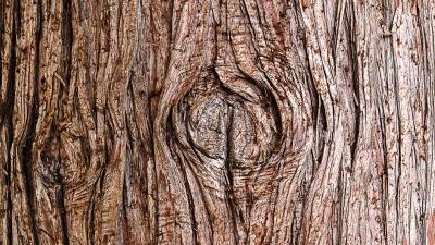 Bark wooden texture 4k wallpaper