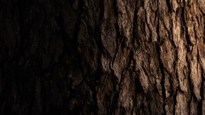 Bark wooden tree 4k wallpaper