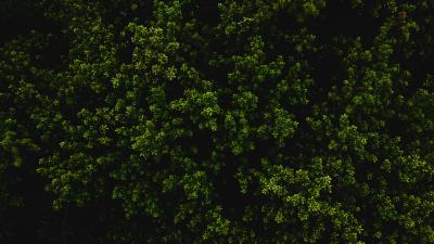 Bush green texture 4k wallpaper