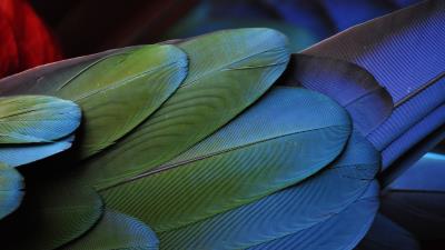 Feathers bird colorful texture 4k wallpaper