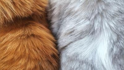 Fur wool hair 4k wallpaper