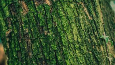 Moss bark tree 4k wallpaper