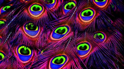 Peacock feathers bright 4k wallpaper